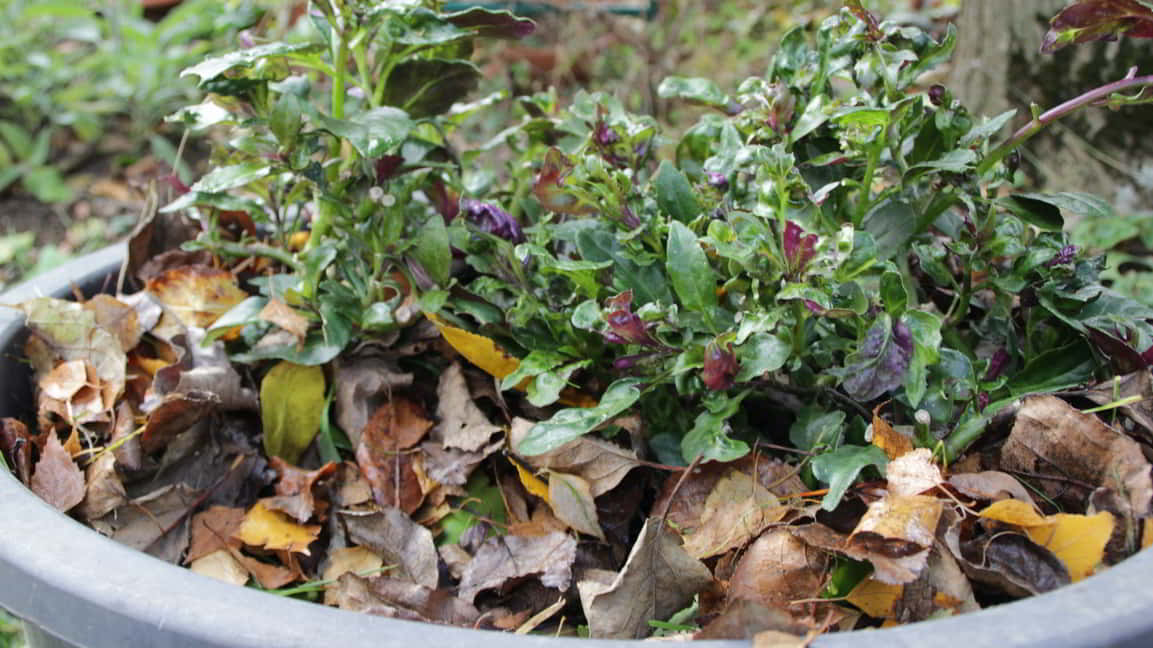 Mörtelkübel mit Pflanzen und Laub gefüllt