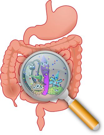 Darmgesundheit und Mikroben